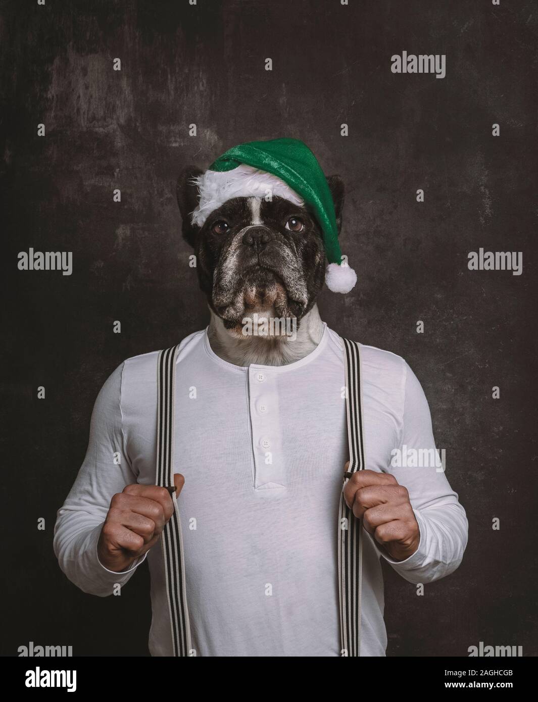Bulldog francese cane ritratto di testa con verde di Natale hat sul corpo di un uomo con bretelle. Surrealismo concetto di Natale. Foto Stock