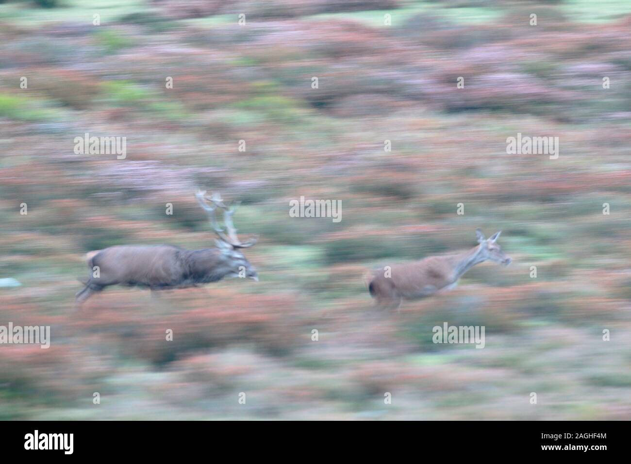 Sett. 21, 2017. Il muggito di Gorbeia parco naturale (paese basco). Foto Stock