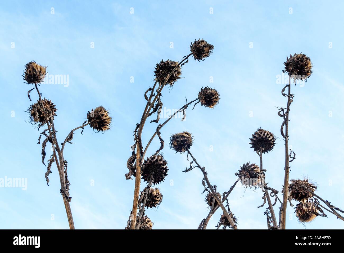 A secco di carciofo selvatico teste di seme stagliano contro il cielo Foto Stock