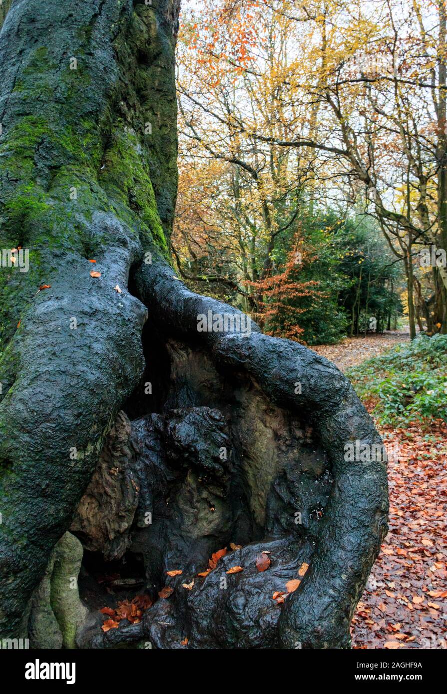 Close-up del nodose le radici e il tronco di un antica cava di faggio in un umido bosco d'autunno Foto Stock
