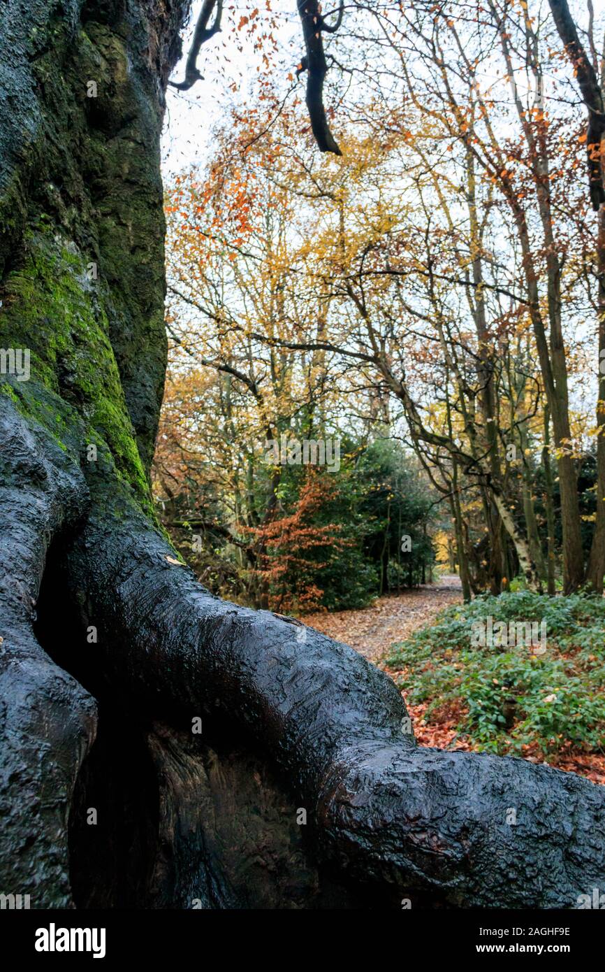 Close-up del nodose le radici e il tronco di un antica cava di faggio in un umido bosco d'autunno Foto Stock