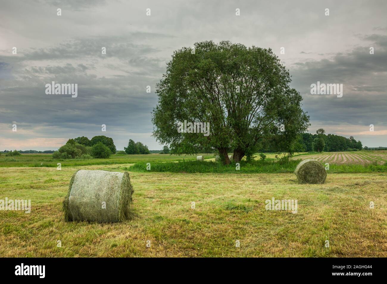Balle di erba tagliata in un prato, grande albero verde e le nuvole nel cielo Foto Stock