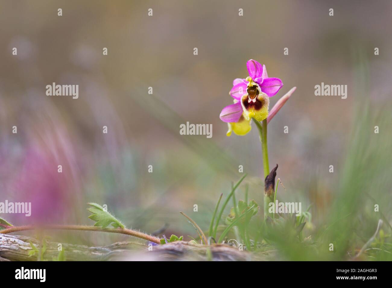 Pink honey bee orchid (Ophrys tenthredinifera) Foto Stock