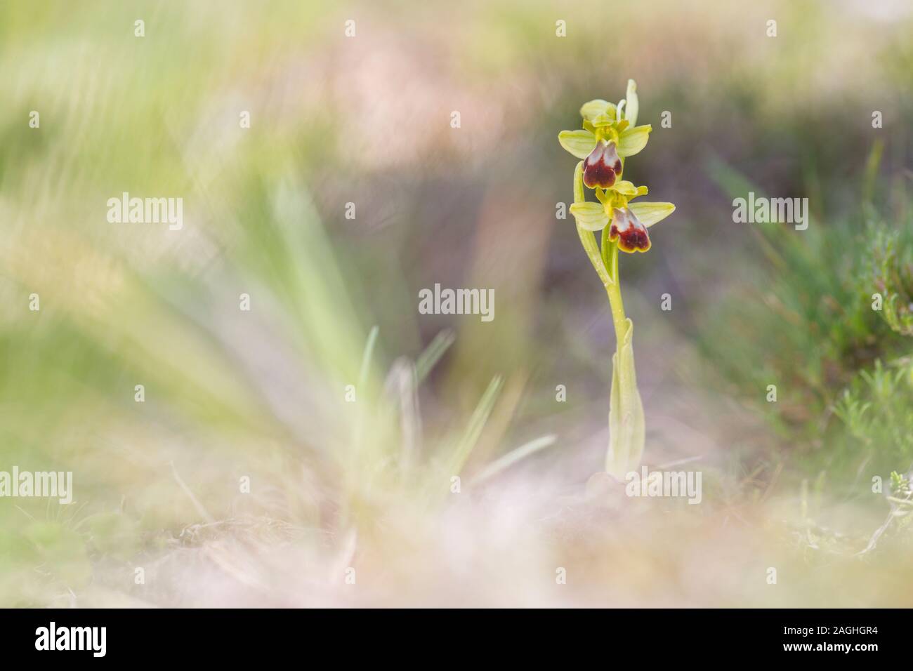 Apicoltore scuro (Ophrys fusca) nella contea di Trevino. Foto Stock