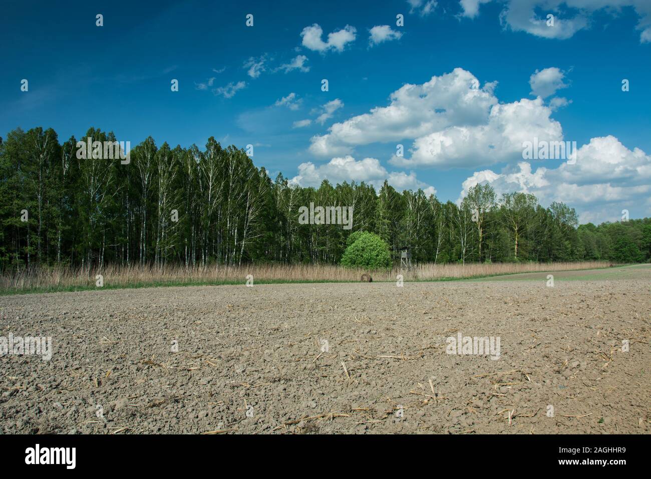 Campo Arato e alberi e nuvole bianche sul cielo blu Foto Stock