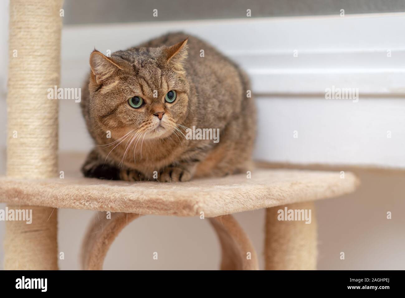 Giovani spaventati attento gatto dritto scozzese giacente sulla griffa temperino. Foto Stock