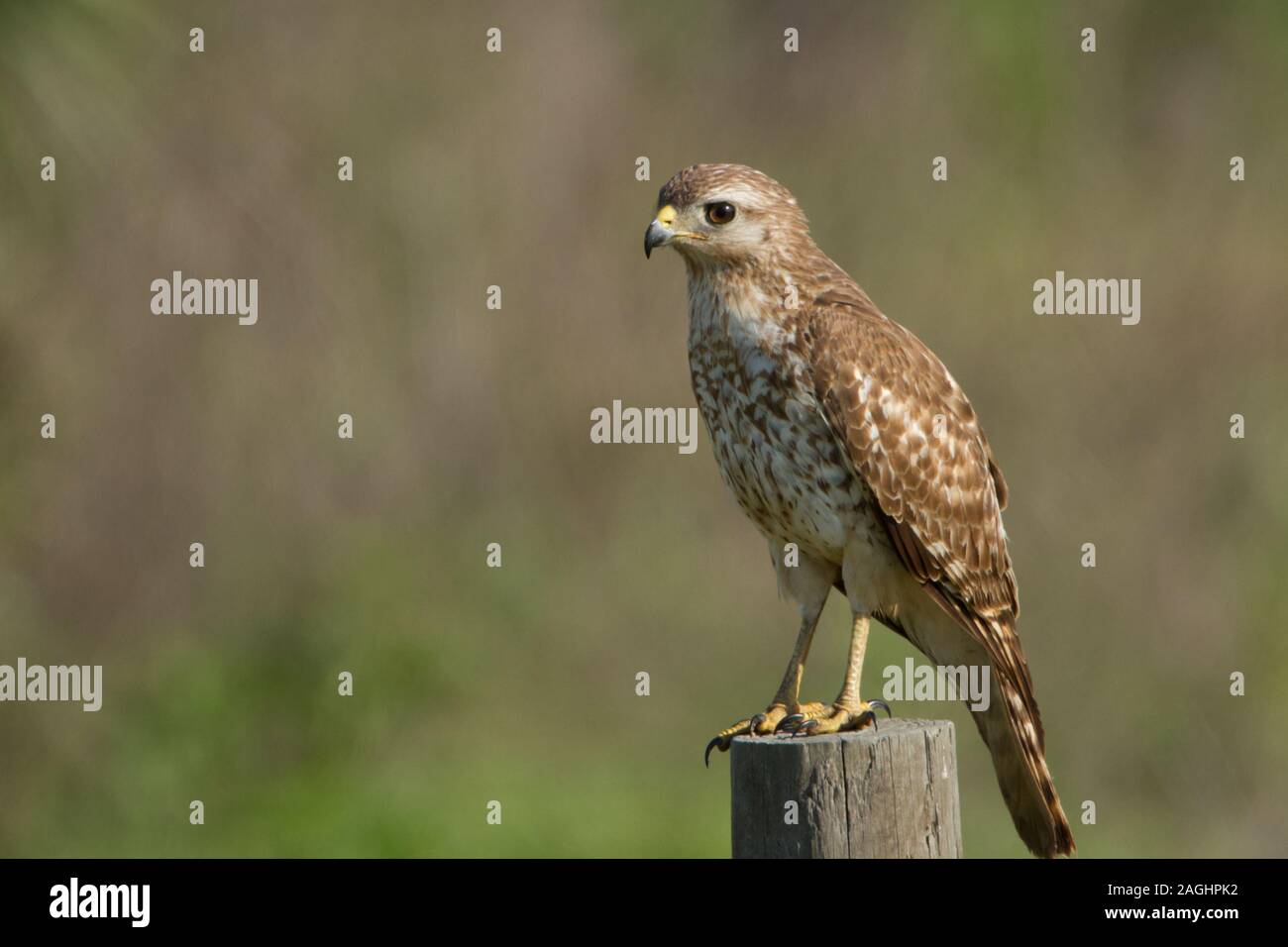 Un bambino rosso Falco con spallamento resto sulla cima di un palo da recinzione mentre cercano per il pasto successivo. Foto Stock