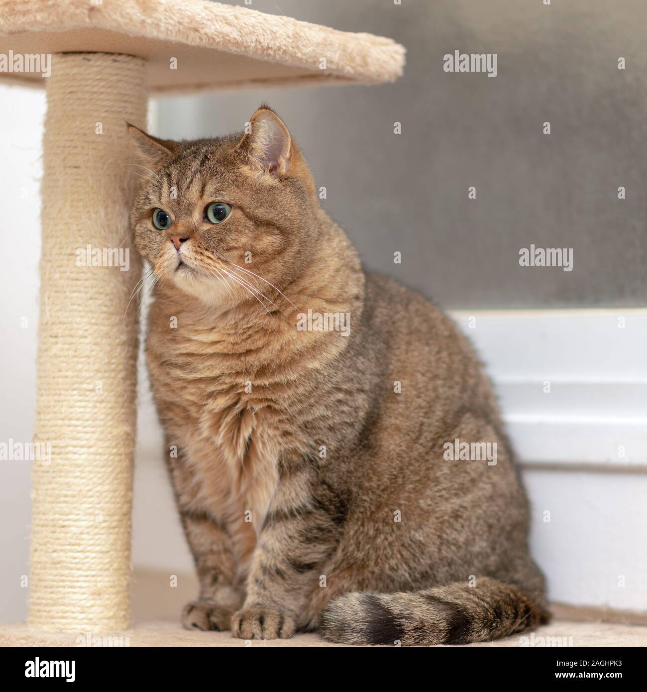 Giovani Cat Scottish dritto. Cute cat con occhi verdi sulla griffa temperino. Foto Stock