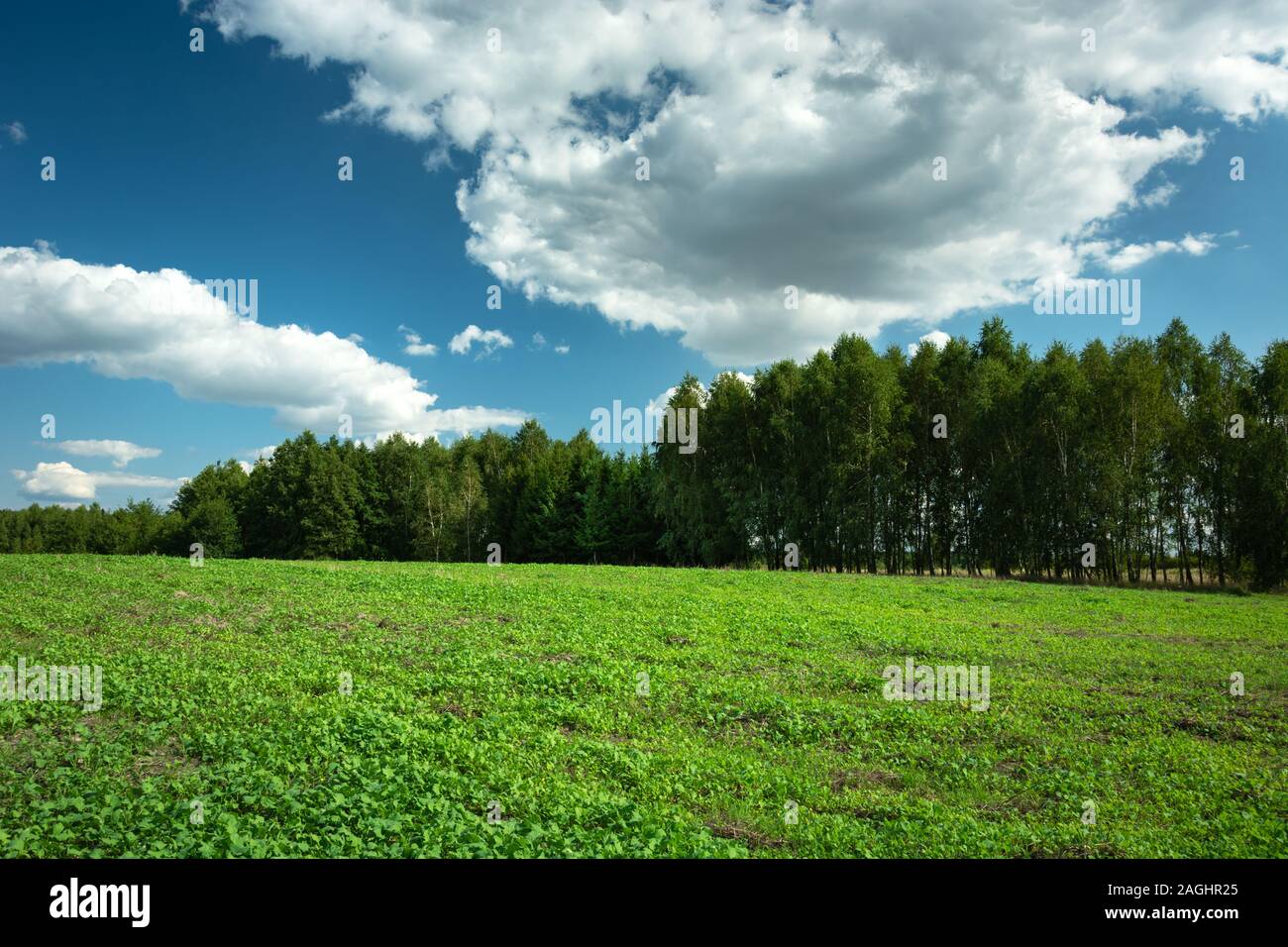 Campo verde, foresta e le nuvole del cielo blu, il Summer View Foto Stock