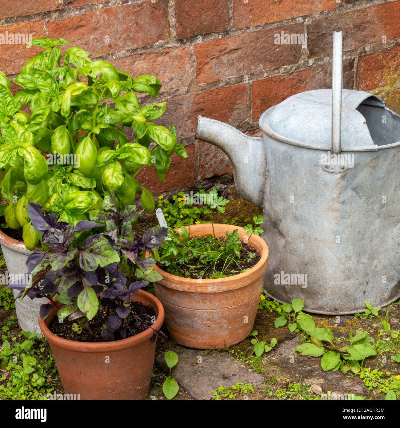 La disposizione di un vecchio metallo annaffiatoio e vasi da giardino di piante di erbe da red muro di mattoni nel giardino inglese. Foto Stock
