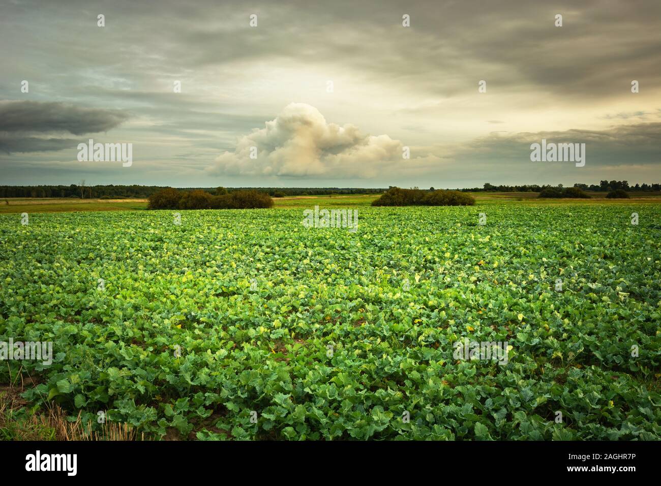 Barbabietole da zucchero campo, le nuvole del cielo, summer view Foto Stock