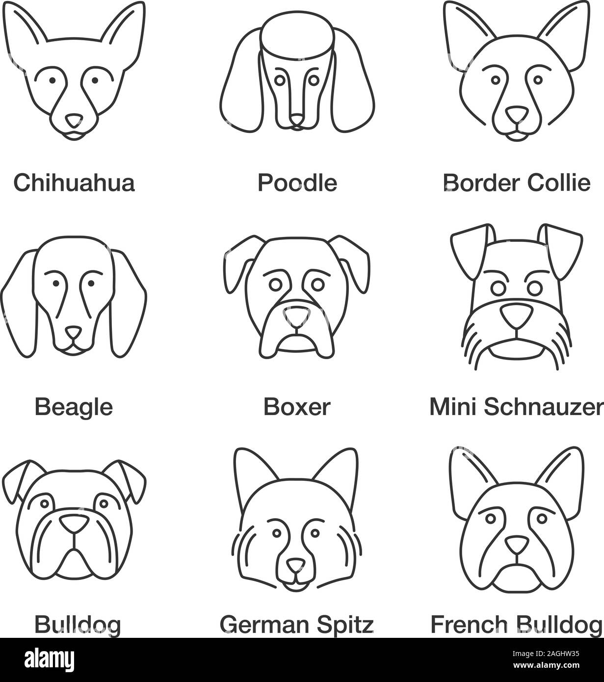Razze di cani lineare set di icone. Linea sottile simboli di contorno. Chihuahua, poodle, Border Collie, beagle, boxer, Mini Schnauzer, Spitz tedesco, francese, inglese Illustrazione Vettoriale
