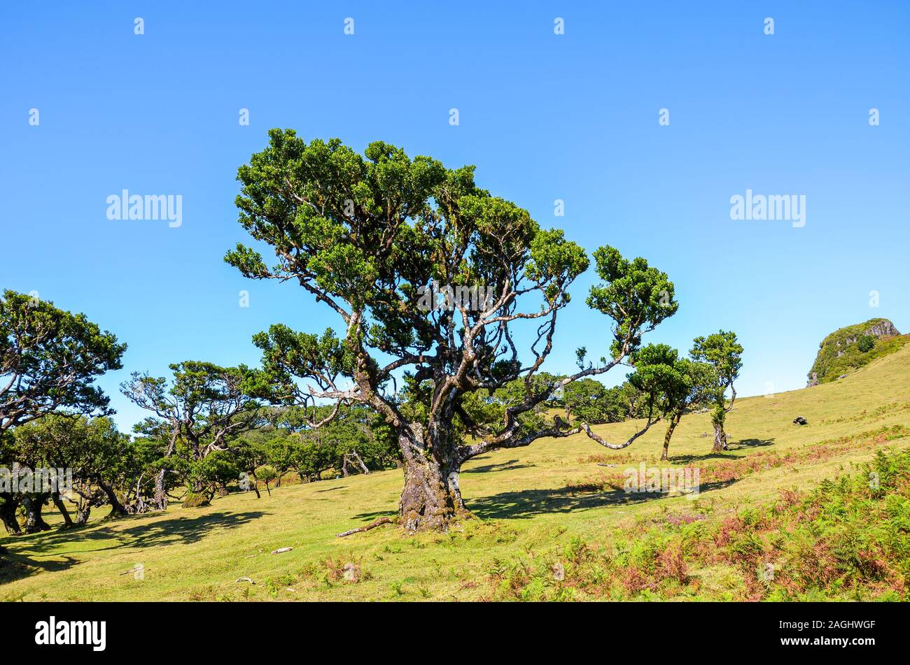 Il vecchio albero di alloro in foresta Fanal, Isola di Madeira, Portogallo. Foresta Laurissilva situato sull'altopiano di Paul da Serra. Naturale di attrazione turistica. Alberi sulla collina in una limpida giornata di sole. Foto Stock
