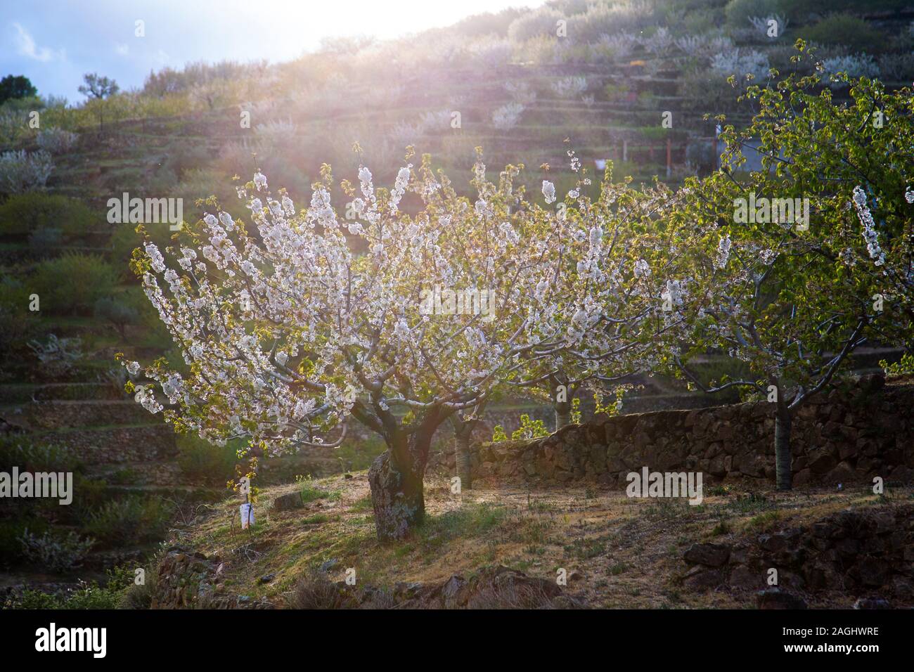 Gli alberi di ciliegio in fiore. Jerte valley, Estremadura, Spagna Foto Stock