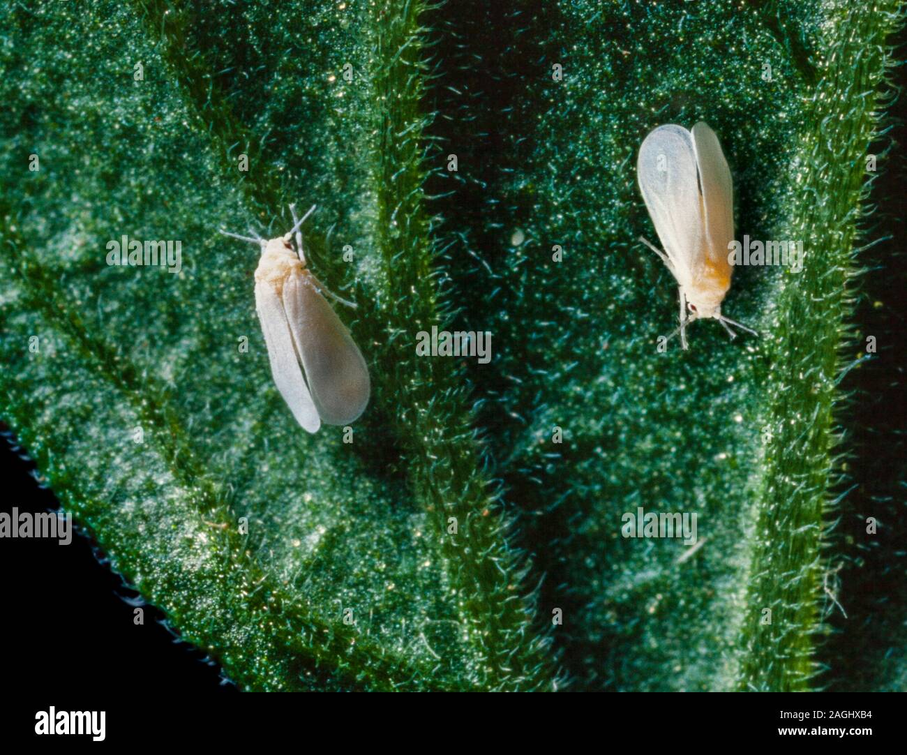 Whitefly Serra, Trialeurodes vaporariorum, un giardino di Pest Foto Stock