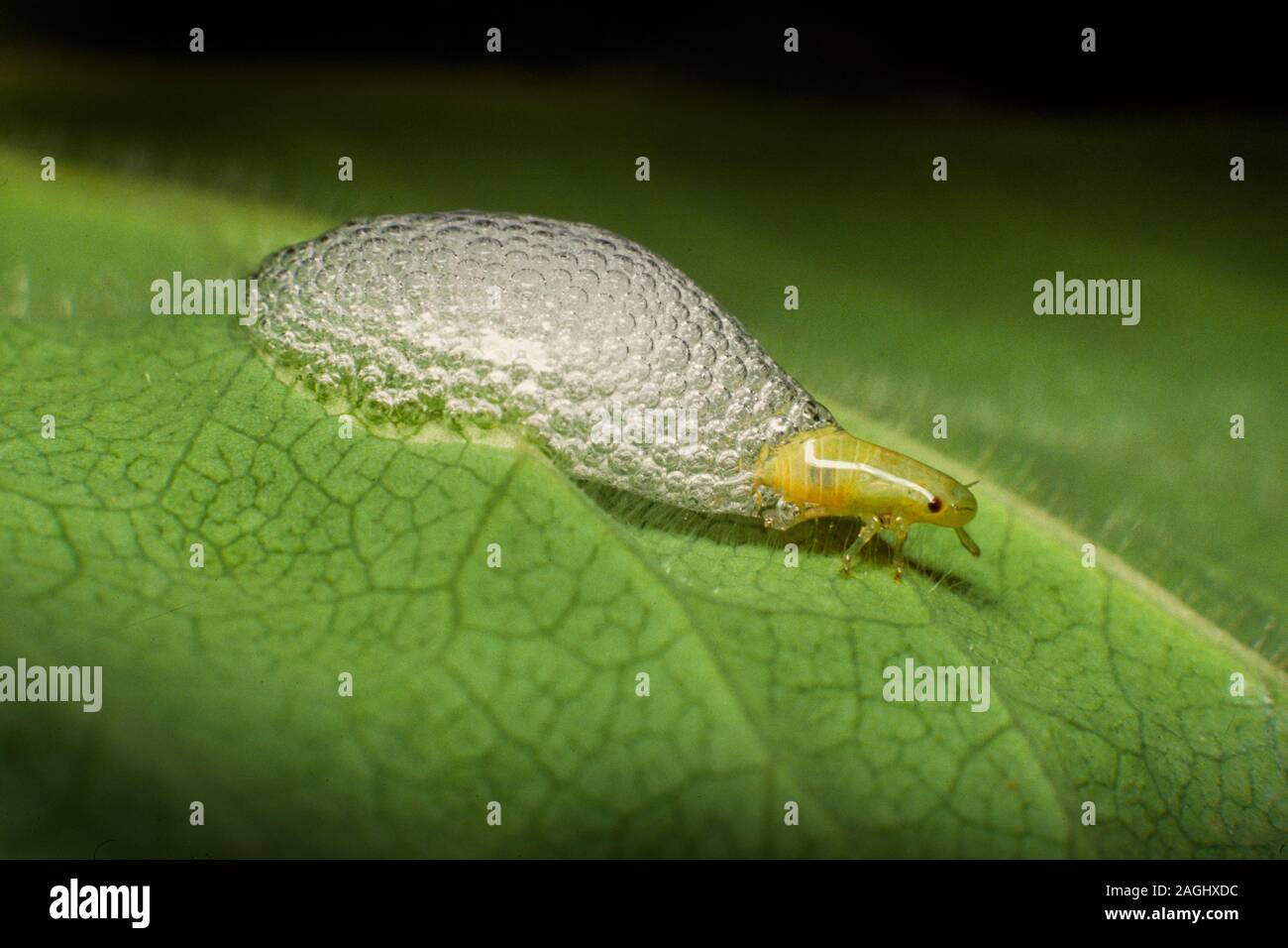 Froghopper forma larvale in 'Cuckoo Spit' Foto Stock