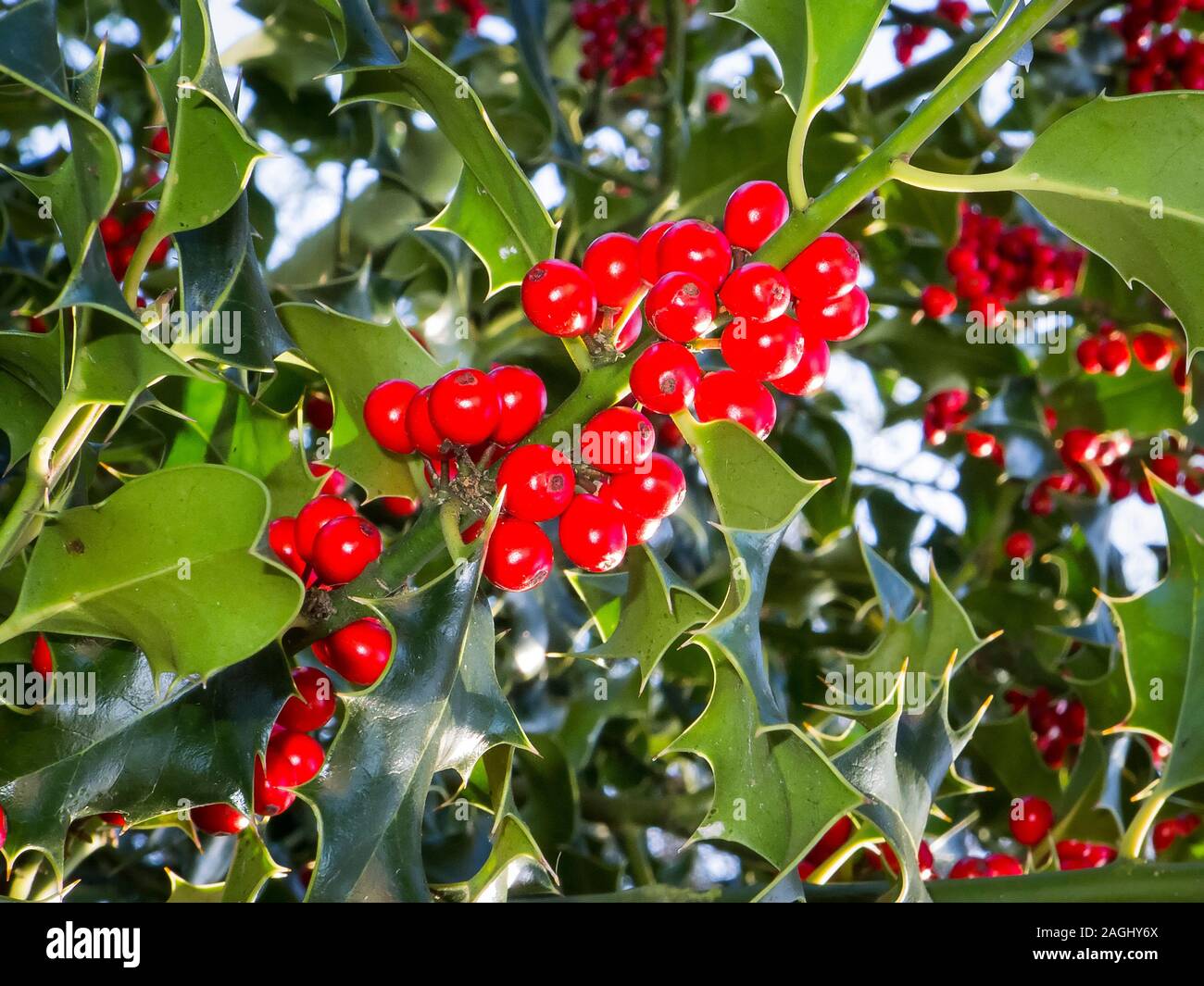 Bacche di colore rosso su una holly tree nel novembre pronto per gli uccelli a mangiare in inverno nel Regno Unito Foto Stock