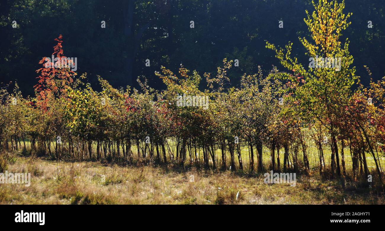 Un giovane riccio misto a Burghley Park Foto Stock