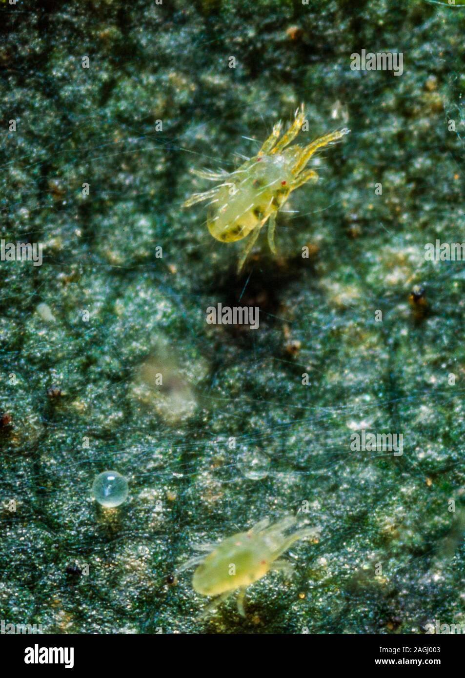 Acaro rosso, Tetranychus urticae Foto Stock