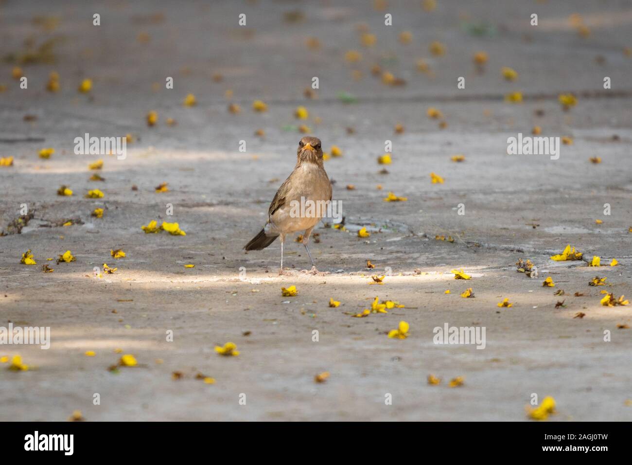 passero nel cortile con piccoli fiori gialli Foto Stock