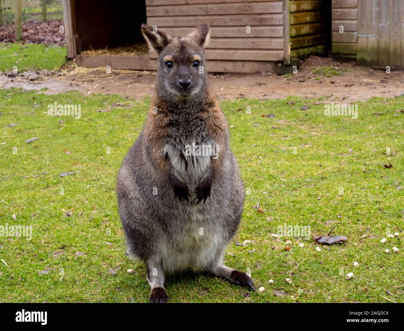 Un simpatico captive wallaby in un involucro di erba con un riparo di legno guardando la telecamera Foto Stock