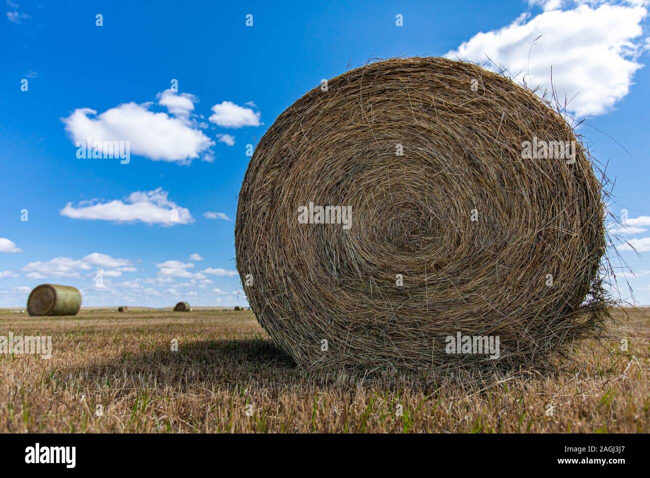 Angolo basso e chiudere l immagine di una balla di fieno in un campo luminoso cielo blu con nuvole in background. Foto Stock