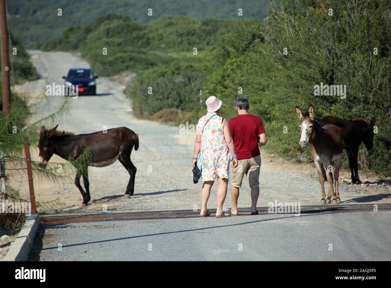 Frei lebende Maurizio am Apostel Andreas Kloster warten auf Futter von Touristen, Dipkarpaz / Rizokarpaso, Türkische RepublikNordzypern Foto Stock