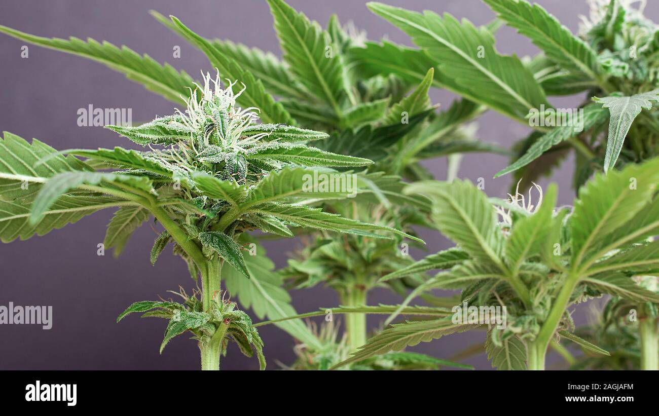 Gemme fresche della cannabis medica su sfondo grigio. splendida fioritura di piante di marijuana con capelli bianchi. Foto Stock