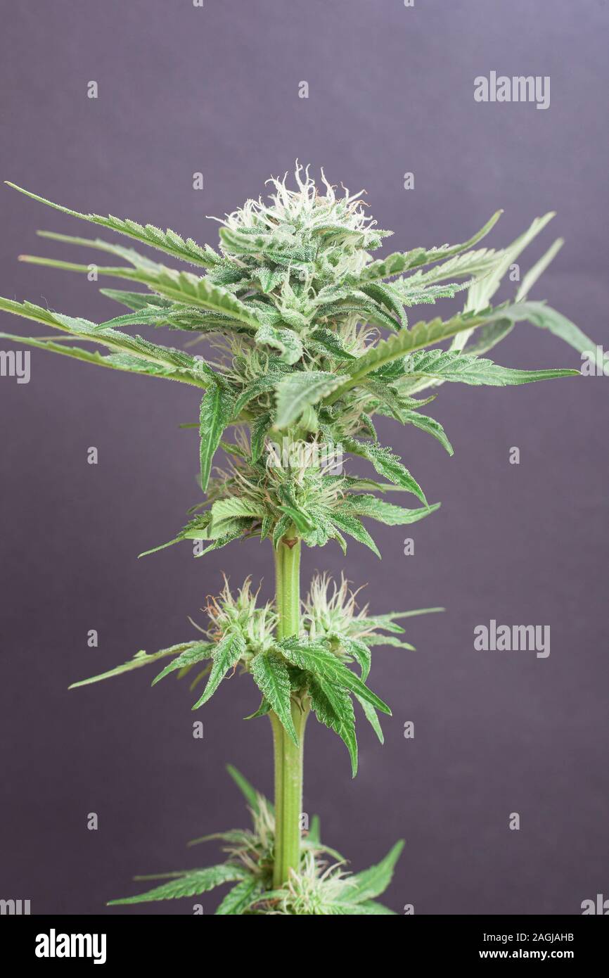 Gemme fresche della cannabis medica su sfondo grigio. splendida fioritura di piante di marijuana con capelli bianchi. Foto Stock