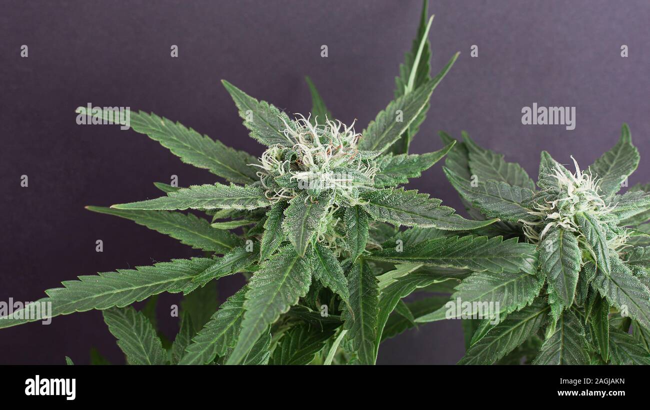 Gemme fresche della cannabis medica su sfondo grigio. splendida fioritura di piante di marijuana con capelli bianchi. Foto Stock