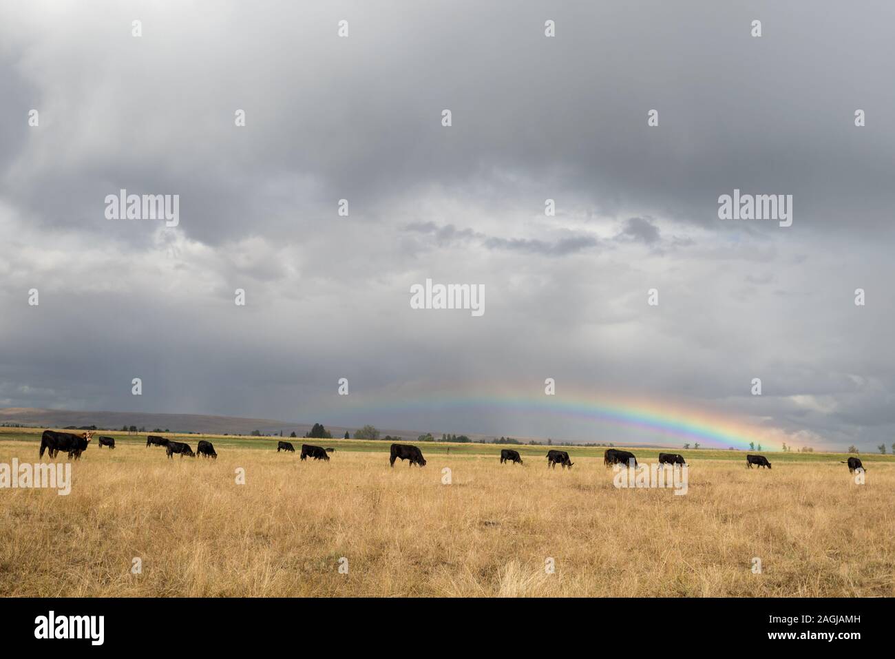 Bovini e rainbow, Wallowa Valley, Oregon. Foto Stock