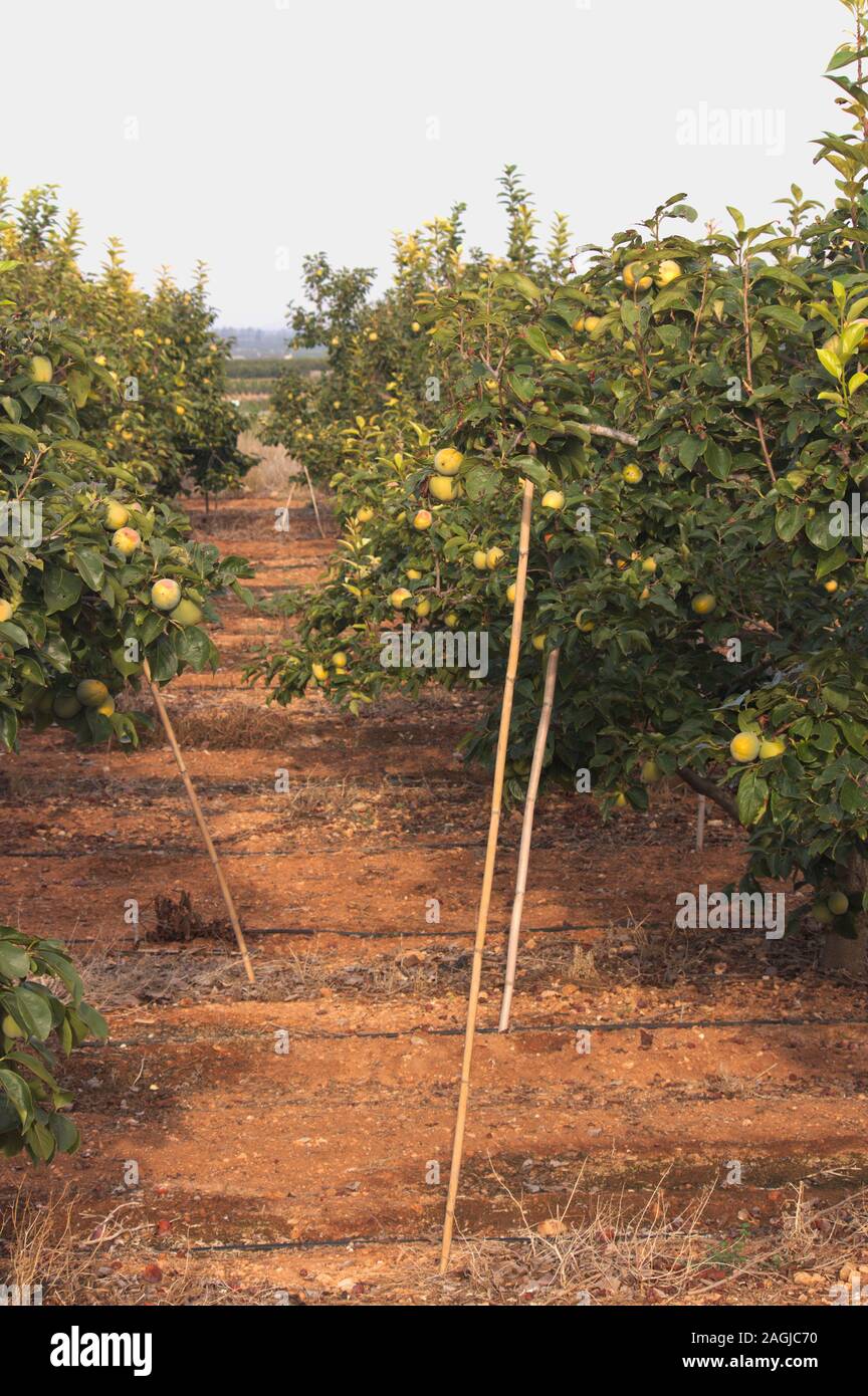 I rami di alberi di persimmon può rompersi dal peso di un raccolto pesante e bisogno di rami per essere rinforzato con struts Foto Stock