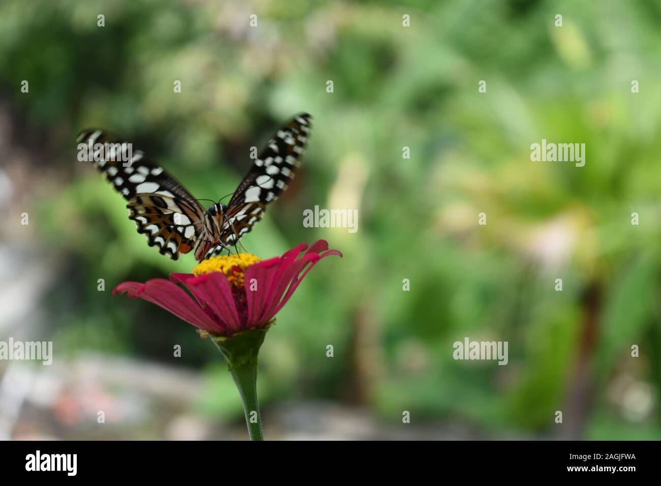 Farfalla di calce o a coda di rondine a scacchi (Papilio demoleus) arroccato su un rosso Zinnia fiore con ali sparsi. Surakarta, Indonesia. Foto Stock