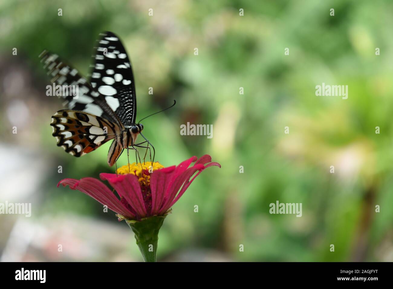Farfalla di calce o a coda di rondine a scacchi (Papilio demoleus) arroccato su un rosso Zinnia fiore con ali sparsi. Surakarta, Indonesia. Foto Stock