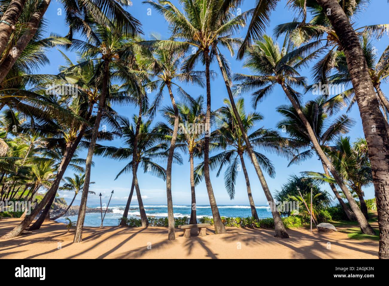 Un sacco di palme con l'oceano sullo sfondo di Maui, Hawaii Foto Stock