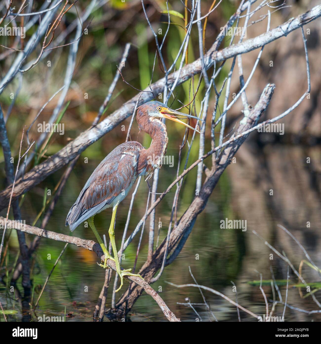 Airone tricolore (Egretta tricolore) appollaiate su un ramo. Anhinga trail. Florida. Stati Uniti d'America Foto Stock