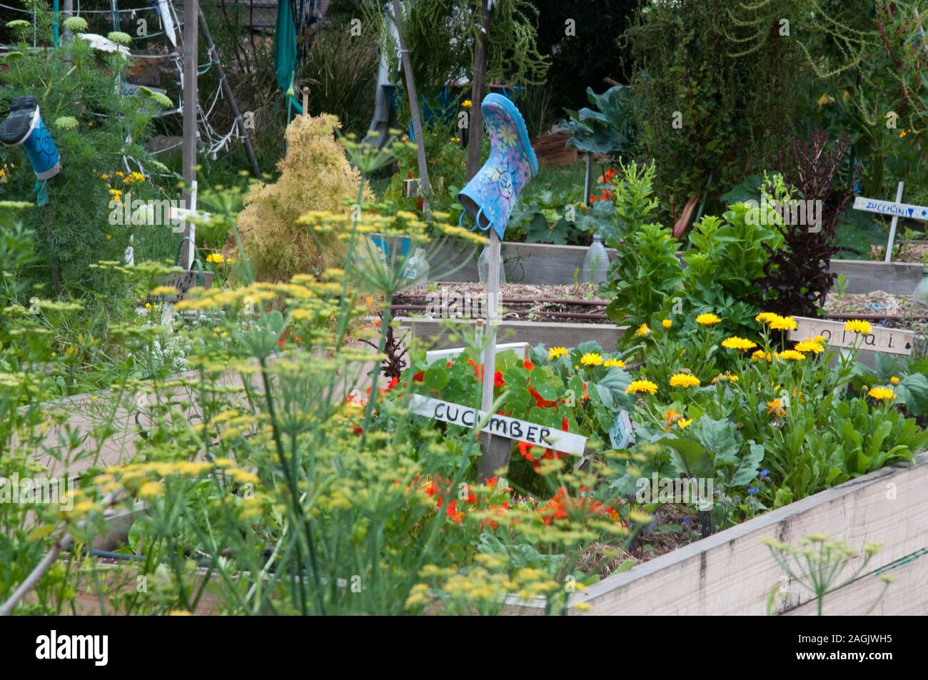 Cucina giardino mantenuto da bambini a Elwood scuola primaria, Melbourne, Australia Foto Stock