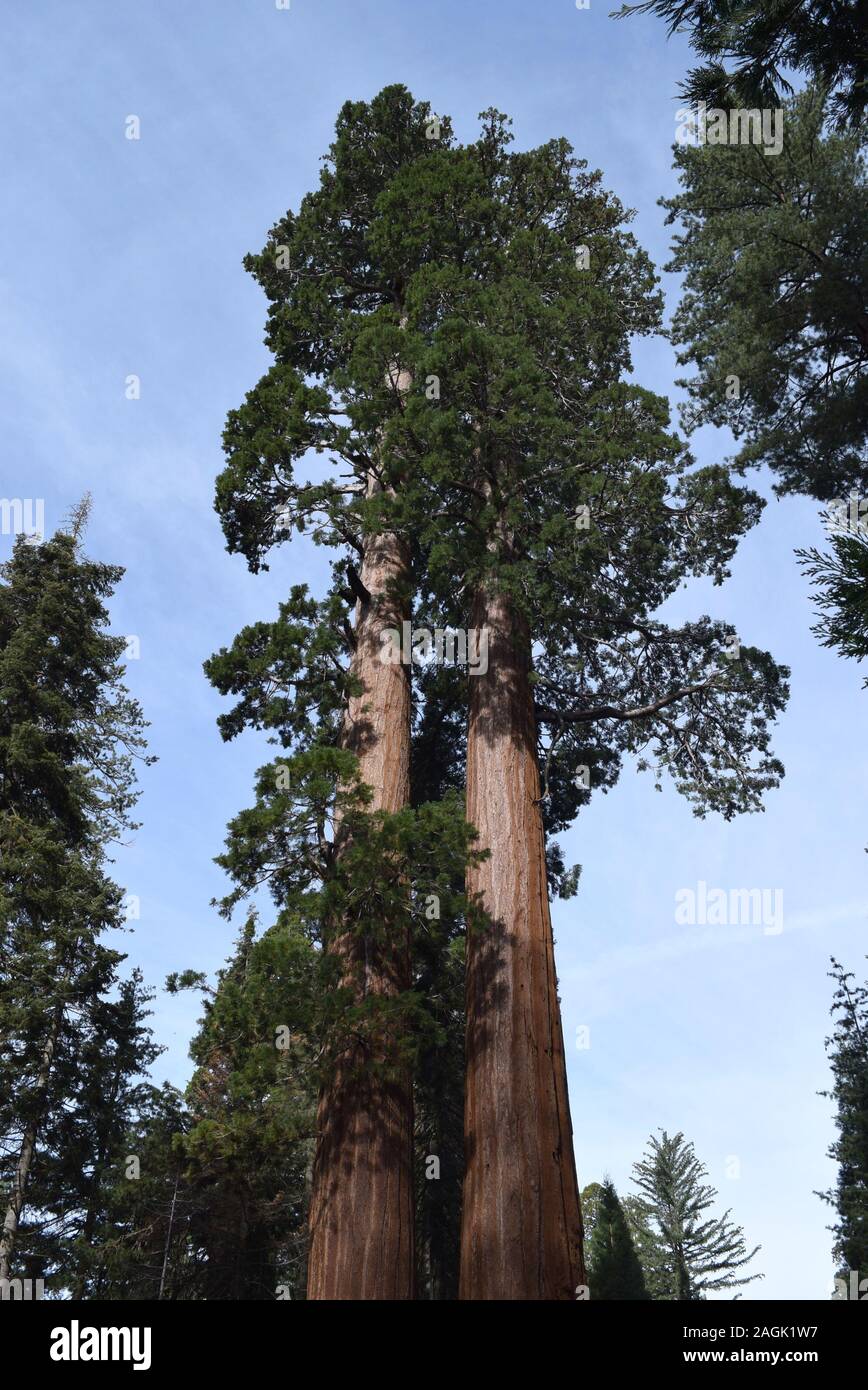 Sequoiadendron giganteum, sequoia gigante, crescendo in alta sierras della California. Foto Stock