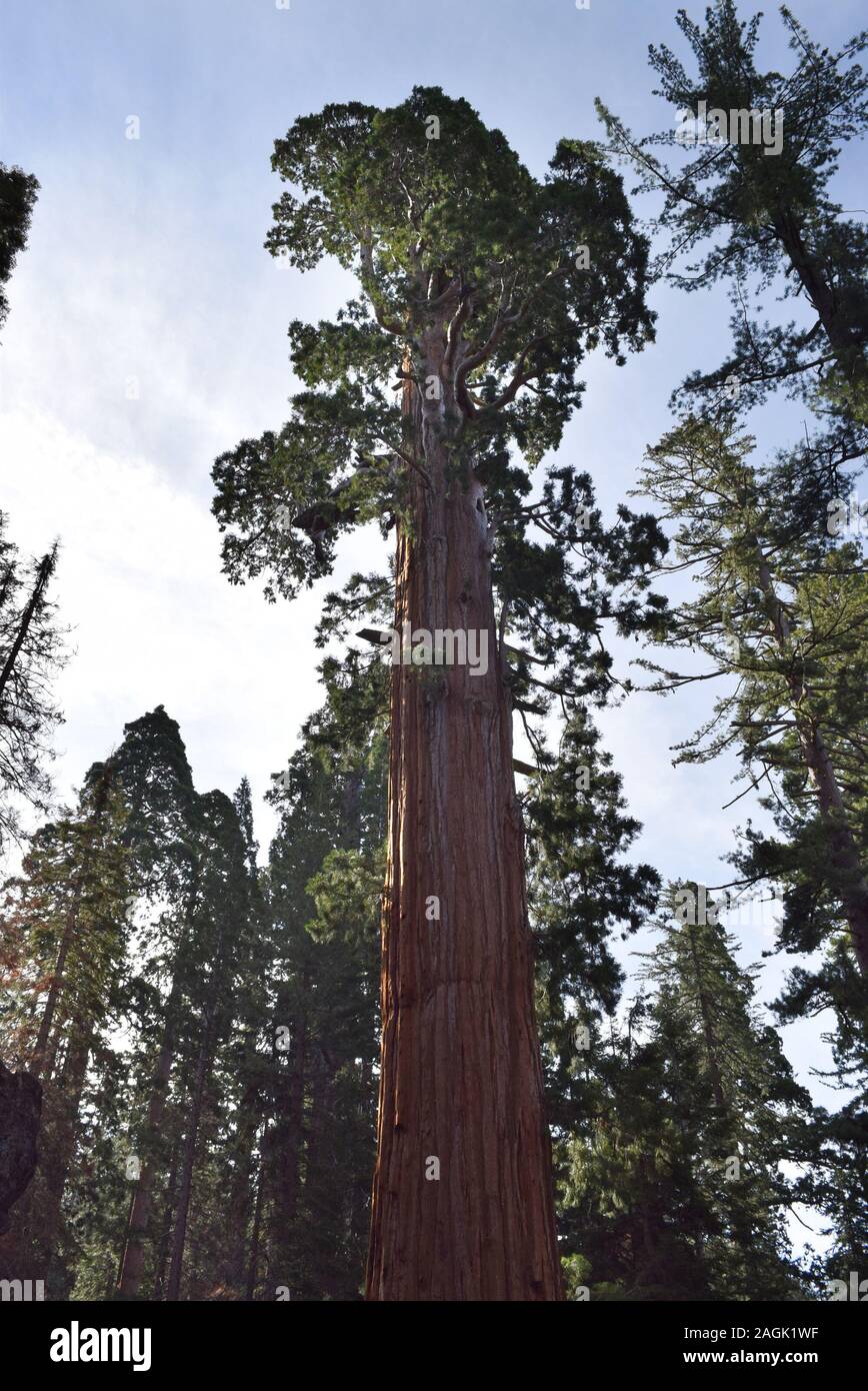 Sequoiadendron giganteum, sequoia gigante, crescendo in alta sierras della California. Foto Stock