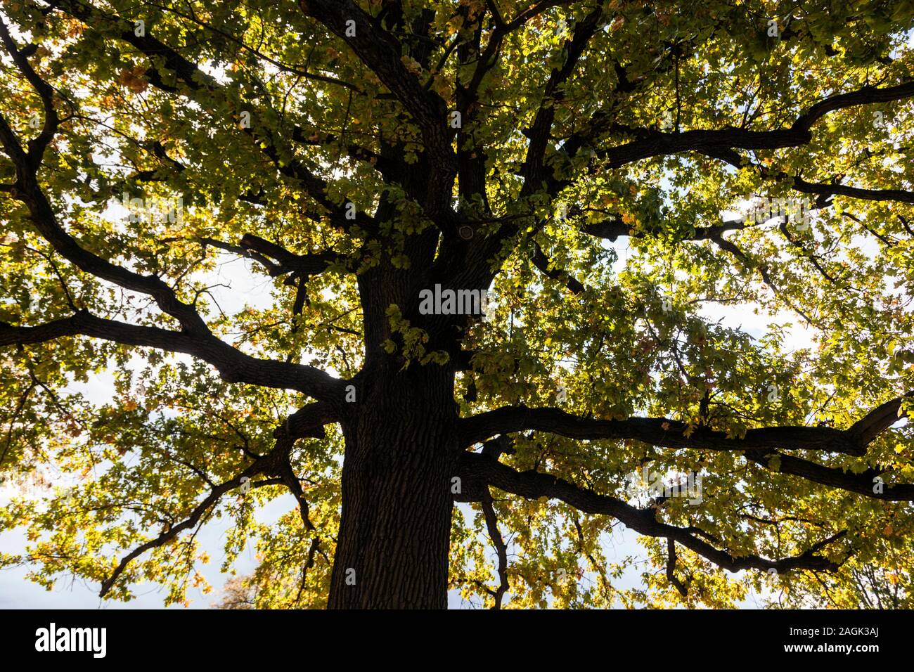 Tedesco - quercia Quercus robur Foto Stock