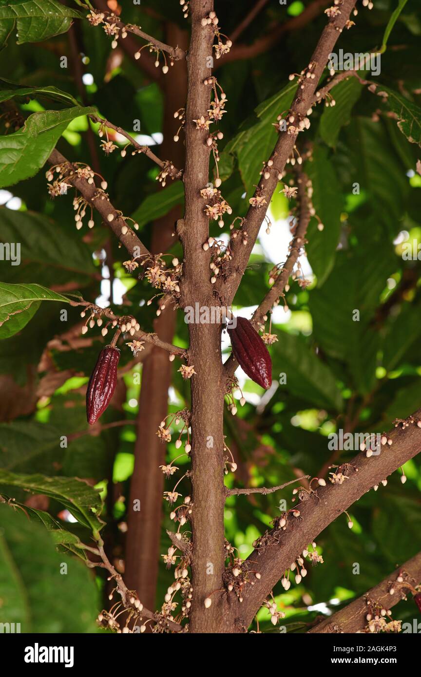 Due giovani cacao Cialde appendere con fiori su albero Foto Stock
