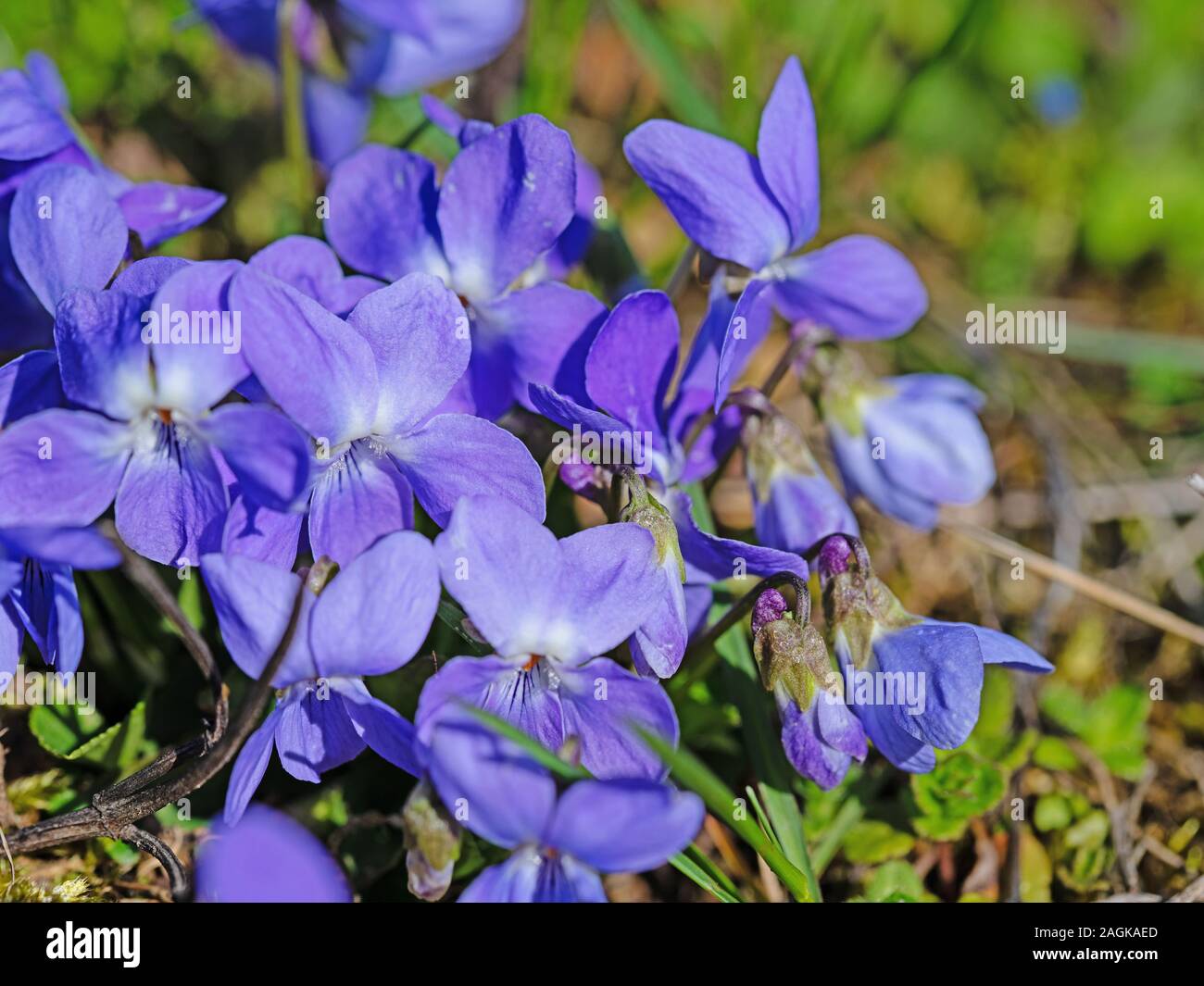 Violette in fiore nel prato Foto Stock