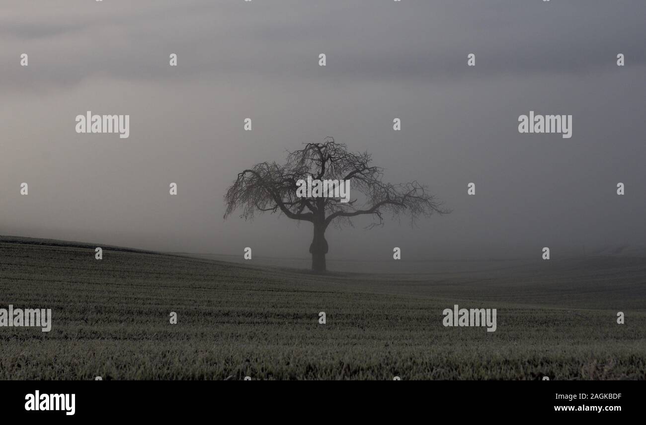 Silhouette di un singolo albero di mele nella nebbia sul campo congelati Foto Stock