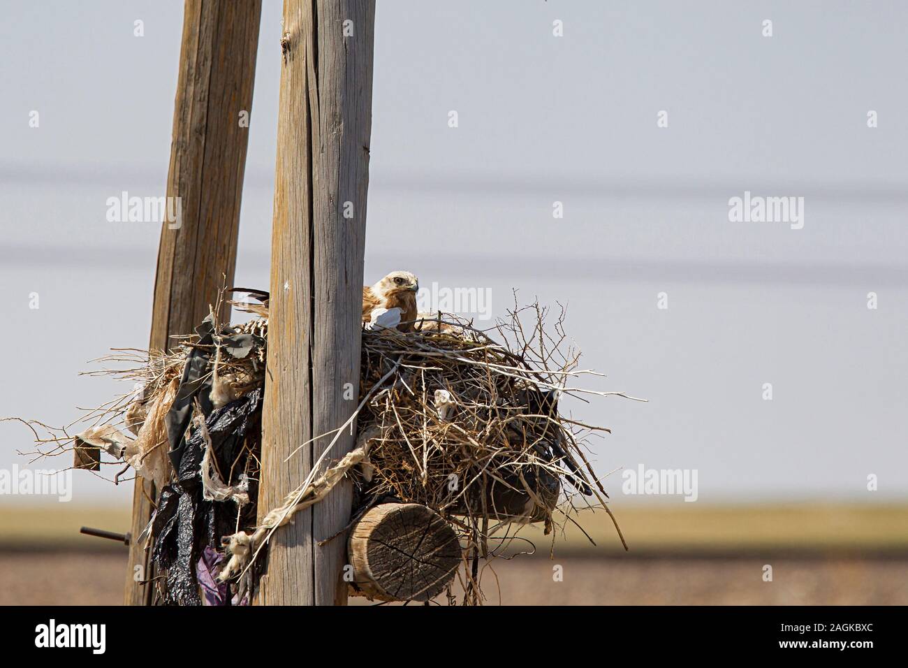 Un allevamento Upland Buzzard, mongola Poiana (Buteo hemilasius) in provincia Dornod, Mongolia Foto Stock