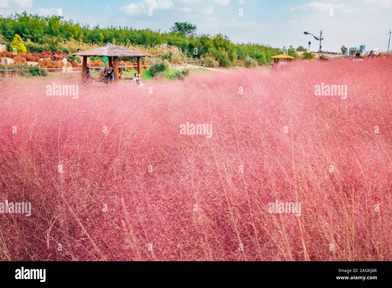 Muhly rosa campo di erba a Sky park a Seoul, Corea del Sud Foto Stock