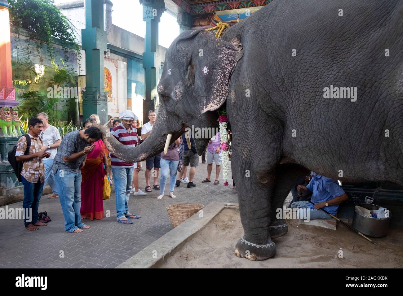Elephant Lakshmi benedizione devoti al di fuori Manakula Vinayagar tempio in Puducherry, Tamil Nadu, India Foto Stock