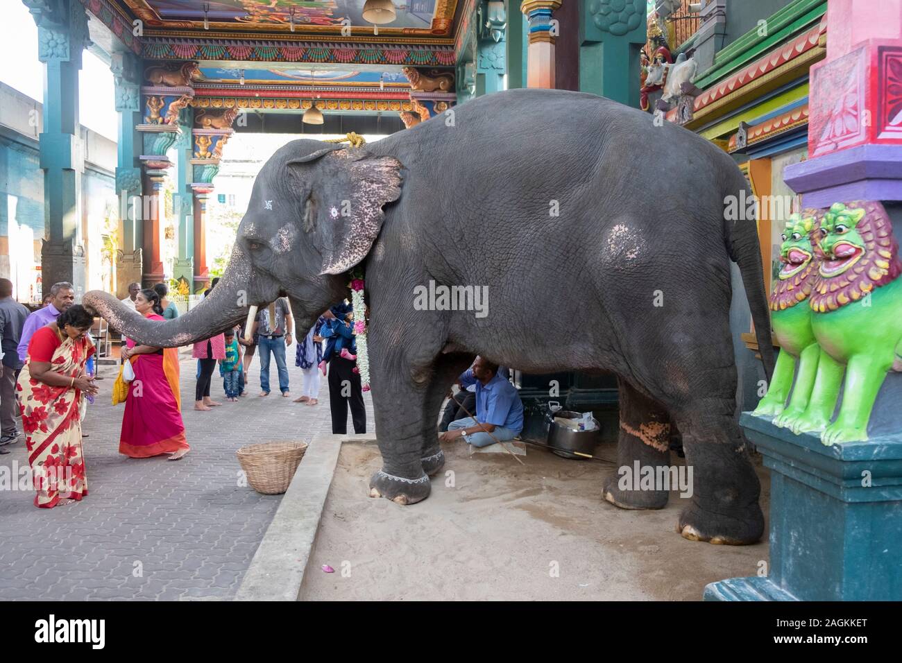 Elephant Lakshmi benedizione devoti al di fuori Manakula Vinayagar tempio in Puducherry, Tamil Nadu, India Foto Stock