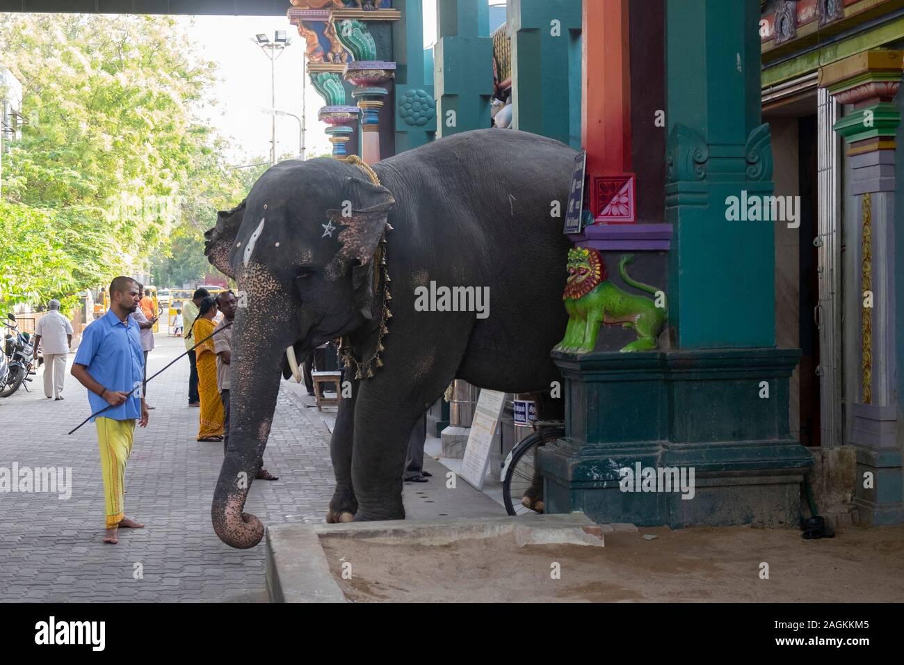 Mahout tenendo elephant Lakshmi alla posizione per la benedizione di devoti al di fuori Manakula Vinayagar tempio in Puducherry, Tamil Nadu, India Foto Stock