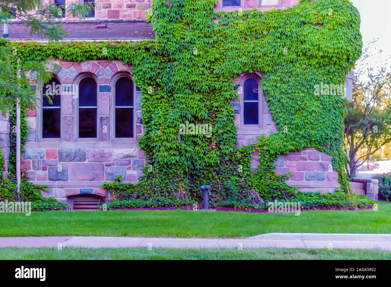Una parete-aggrappati scalatore Boston Ivy Vine o giapponese ampiamente superriduttore che copre la parete di un edificio ad Ann Arbor, Michigan. Foto Stock