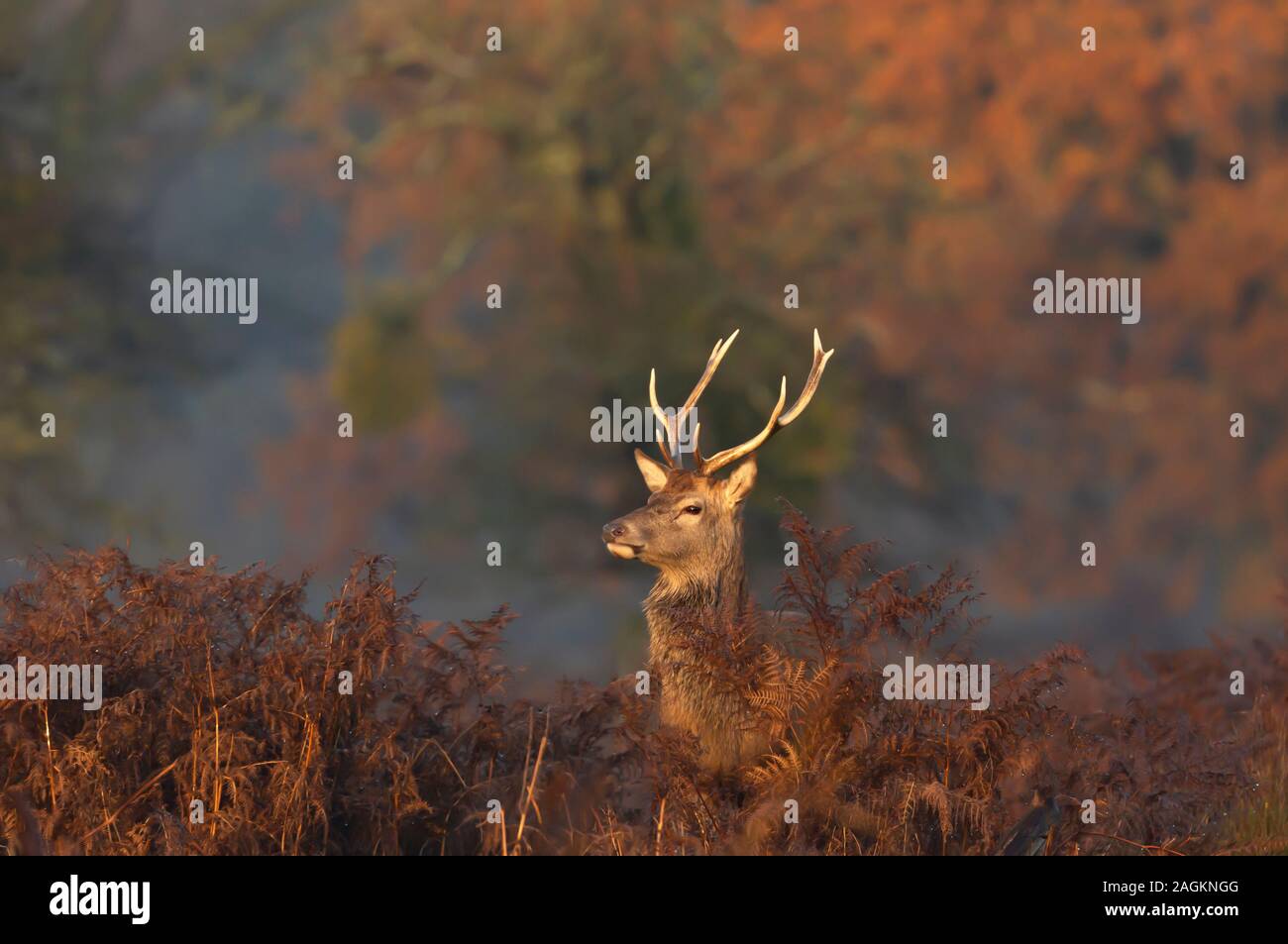 Close-up di cervi rossi feste di addio al celibato nella nebbia mattutina, autunno nel Regno Unito. Foto Stock